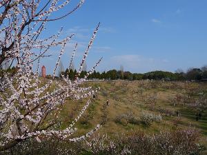 石ヶ谷公園の梅