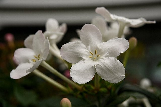 ニオイザクラ　白花
