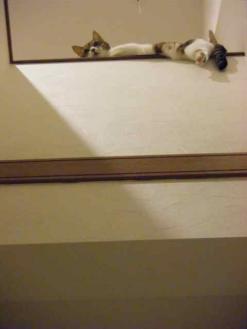 banister cat2