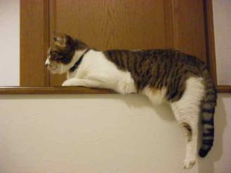 banister cat1