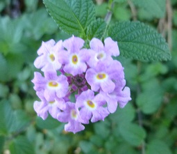 紫の花２