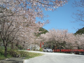 キャンプ場桜①