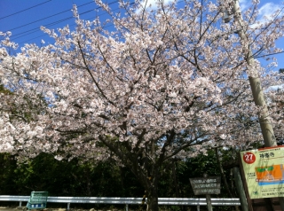 神峯 桜