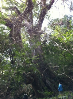 神峯の大樟