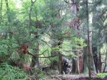 大きな杉
