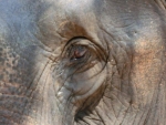 象の眼