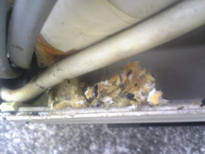エアコン室内機にネズミが巣を作ってました！