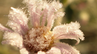 花と霜