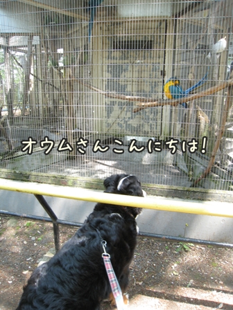 <b>夢見ケ崎動物公園</b>に行ってきた！！ - 海好きバーニーズ ナツのいつも笑顔で