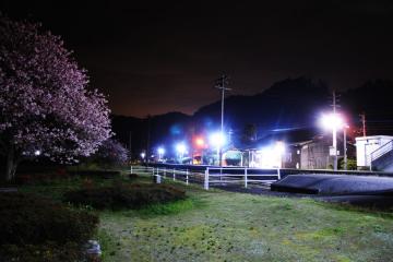 厳木駅夜桜(1)