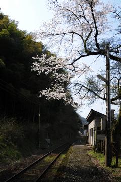 春爛漫の三江線(73)