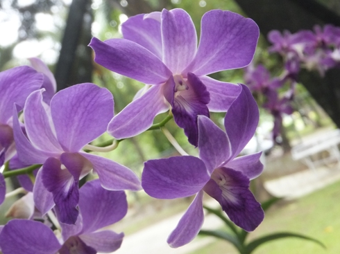 紫色の蘭