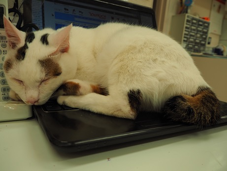 パソコン猫1