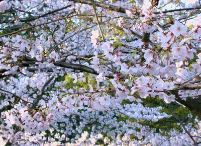 花見桜