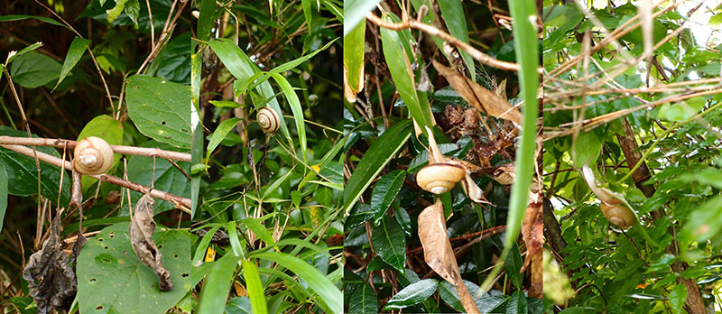 P722_snailsS.jpg