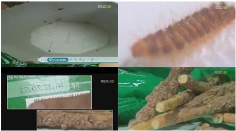ロッテ製『ペペロ』から米粒サイズの幼虫！　専門家「その虫は人体に有害。アレルギーを引き起す可能性も」