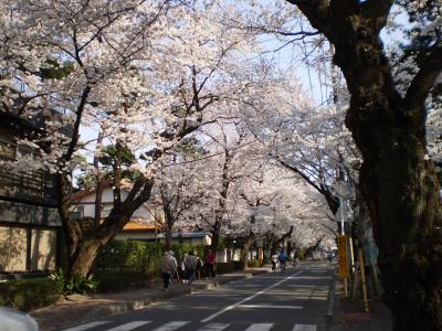 さくら通りの桜