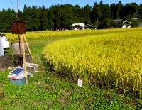 米収穫001