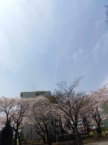 ジェット雲と桜