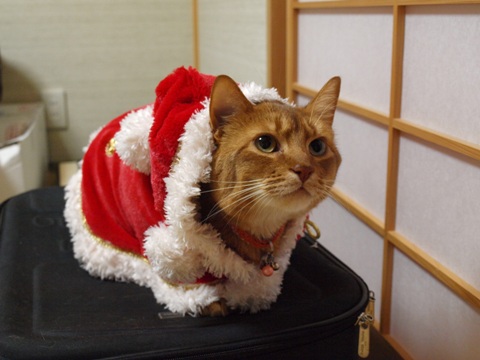 クリスマス・コス02(2010.12.20)