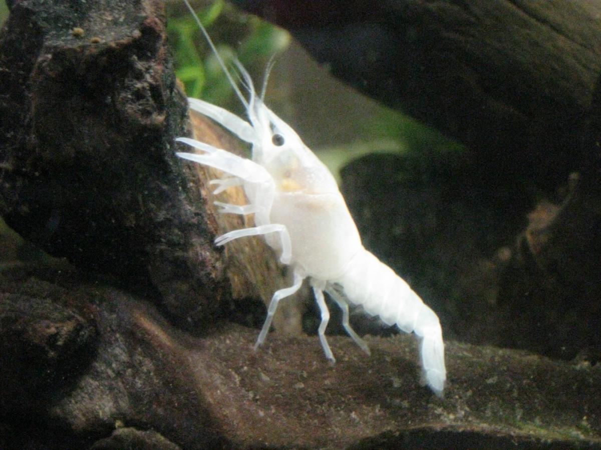 Snow White Crayfish 今日のホワイトザリガニ 17