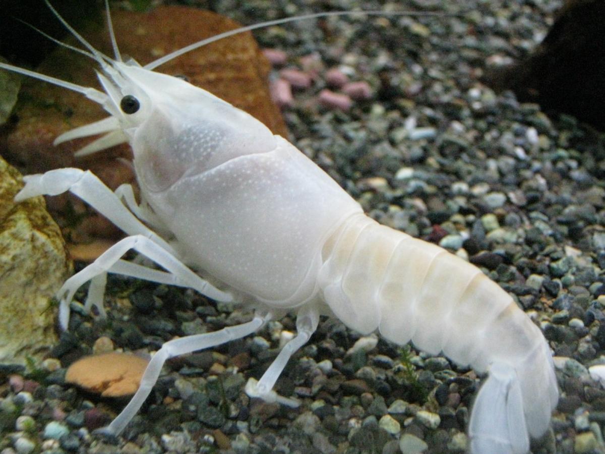 Snow White Crayfish 今日のホワイトザリガニ 18