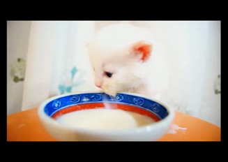 子猫のミルクの豪快な飲みっぷりが可愛すぎる