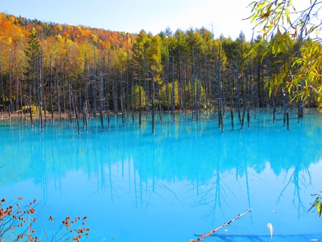 お父さんの旅 北海道 旭川 その2 青い池