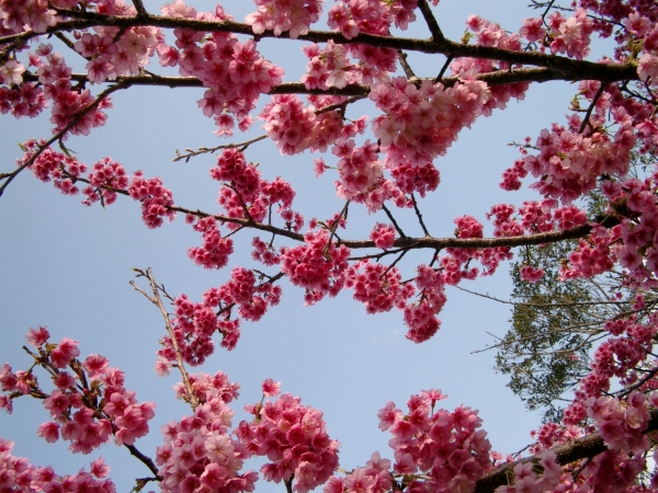 寒緋桜 カンヒザクラ が見ごろかな 奄美大島 Liliumaya Garden 花と暮らす