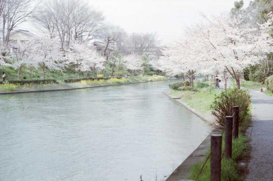 運河沿いの桜並木１