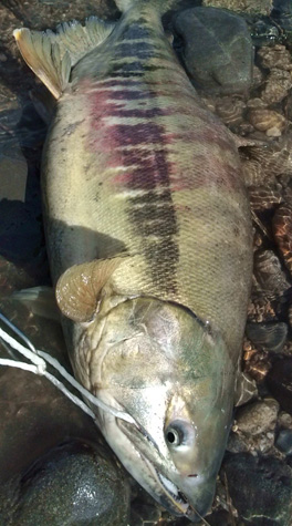 ２０１０荒川鮭釣り　１１月７日