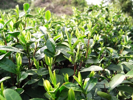 緑茶茶園