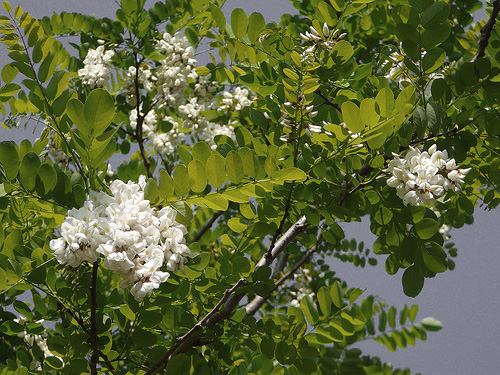 日光 食 の研究所ブログ ５月の白い花