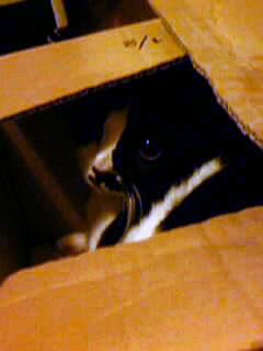 箱入り猫2