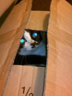 箱入り猫1