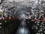まさに桜のトンネル