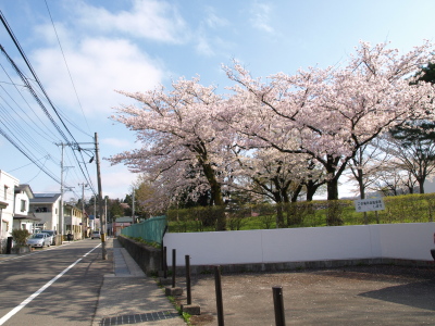 会津短大の桜