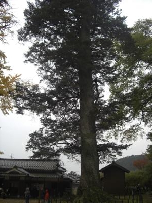 日本一のモミの木