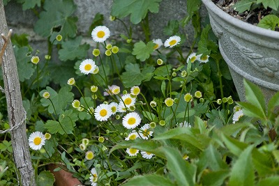 春の花　yumiko garden　