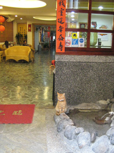 台湾の猫