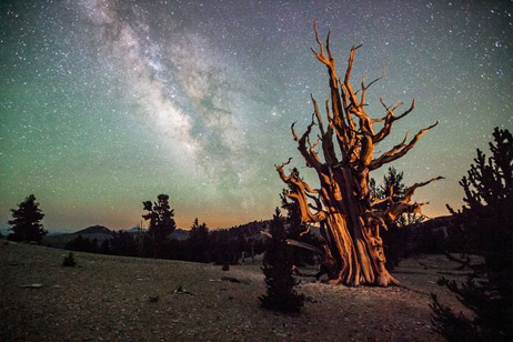 best-astro-photographs-space-pictures-2012-tree-milky-way_59493_big.jpg