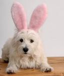 Easter_Bunny_Dog.jpg