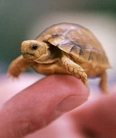 baby_turtle.jpg