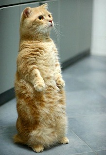 beibei-standing-cat.jpg