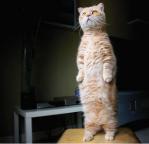 cat-standing-up.jpg