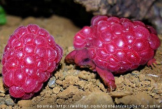raspberry-turtle.jpg
