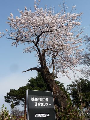 桜の老木