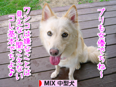 にほんブログ村 犬ブログ MIX中型犬へ