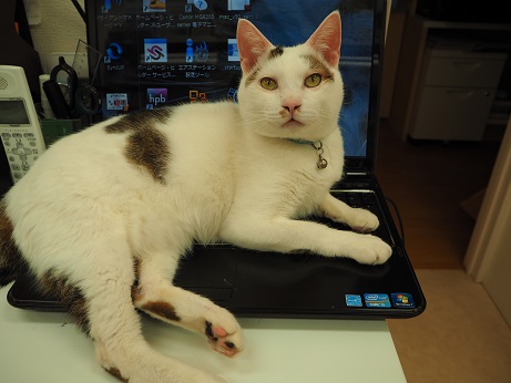 パソコン猫