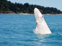albino-humpback-whale-spotted-s990x742-p-596x446白ザトウクジラ